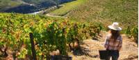 Vineyards above the Douro Valley