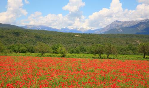 Poppies near Ainsa