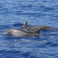 Bottle-nosed Dolphins off Tazacorte | John Millen