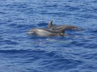 Bottle-nosed Dolphins off Tazacorte |  <i>John Millen</i>