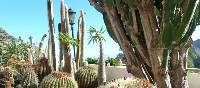 Prickly cactus garden in Hermigua