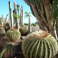 Prickly cactus garden in Hermigua