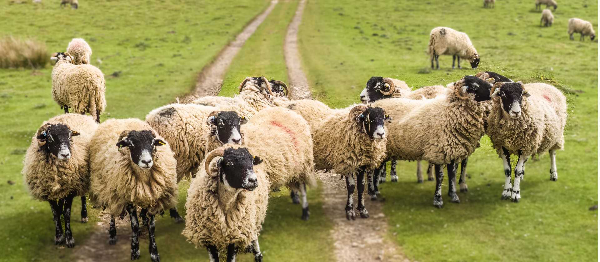 A Flock of Swaledale Sheep | Pete Stuart