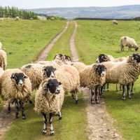 A Flock of Swaledale Sheep | Pete Stuart