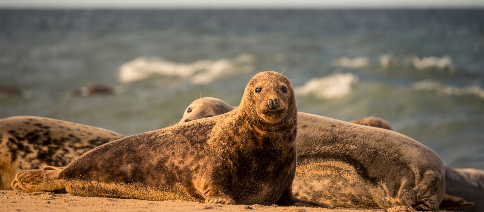 Norfolk Coast Path grey seals lie on the sand at Horsey Beach