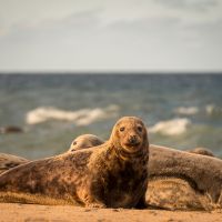Norfolk Coast Path grey seals lie on the sand at Horsey Beach