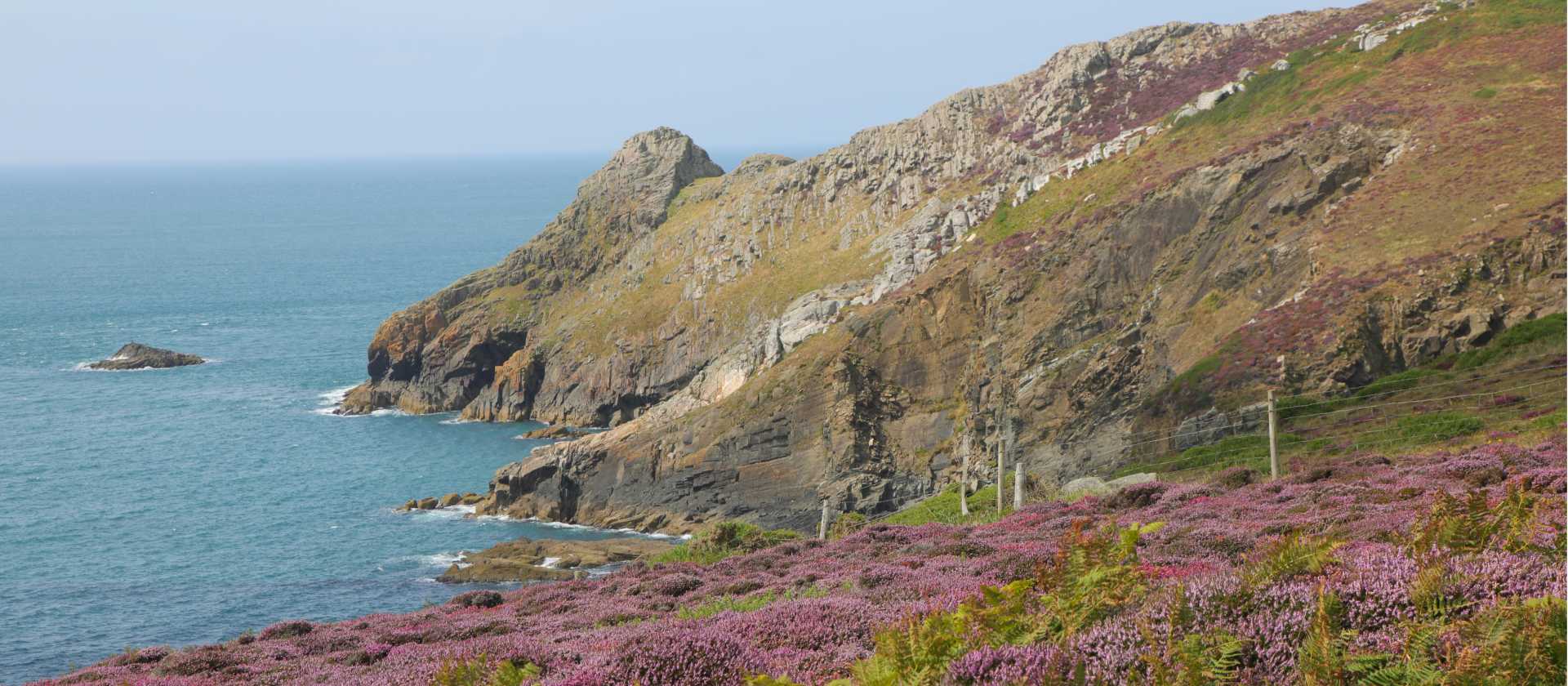 Heather and cliffs, near St. Davids | John Millen