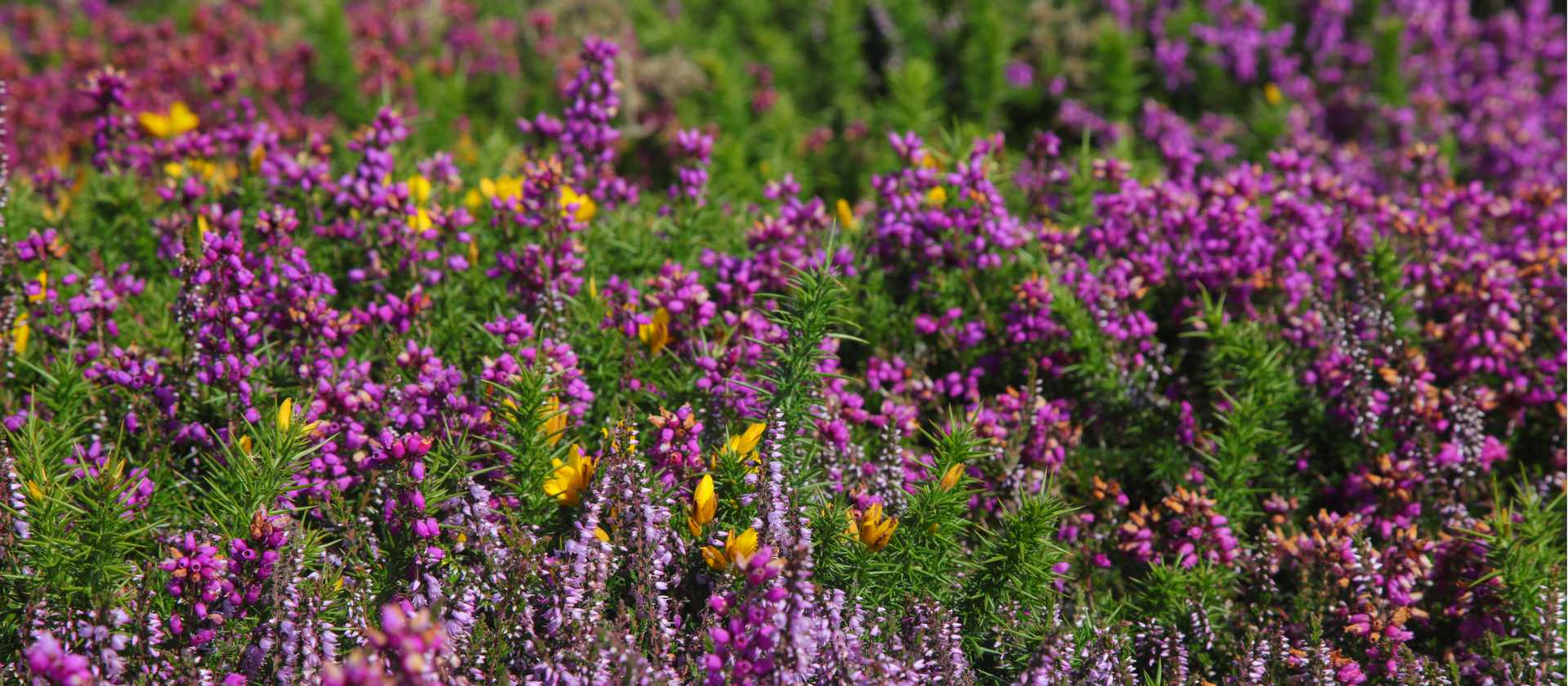 Heather, Ling and Gorse | John Millen