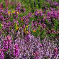 Heather, Ling and Gorse | John Millen