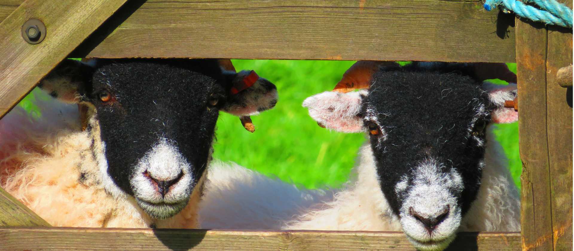 Scottish Black faced sheep in Cumbria | John Millen