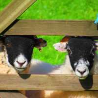 Scottish Black faced sheep in Cumbria | John Millen