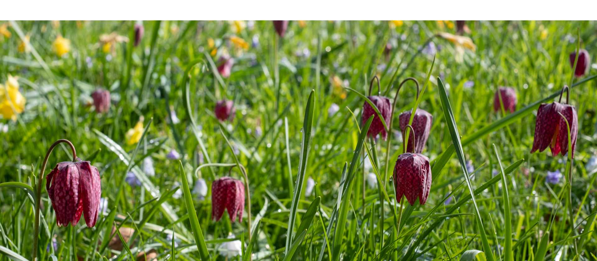 Snake's Head Fritillary Meadow, Oxford | Shutterstock