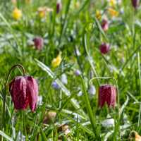 Snake's Head Fritillary Meadow, Oxford | Shutterstock