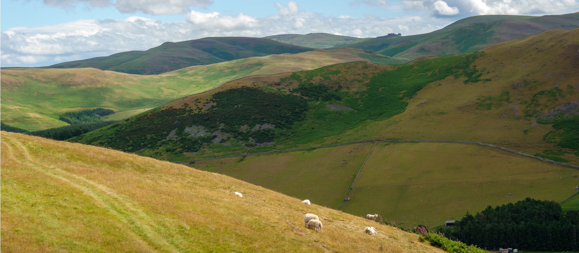 The Cheviiot Hills | Martin Strasmore