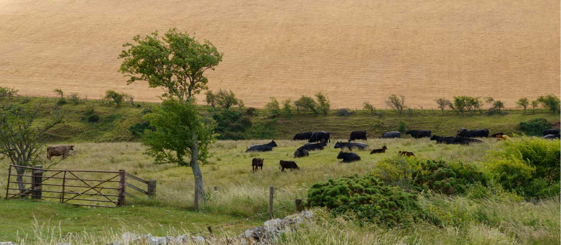 Cattle in field | Martin Strasmore