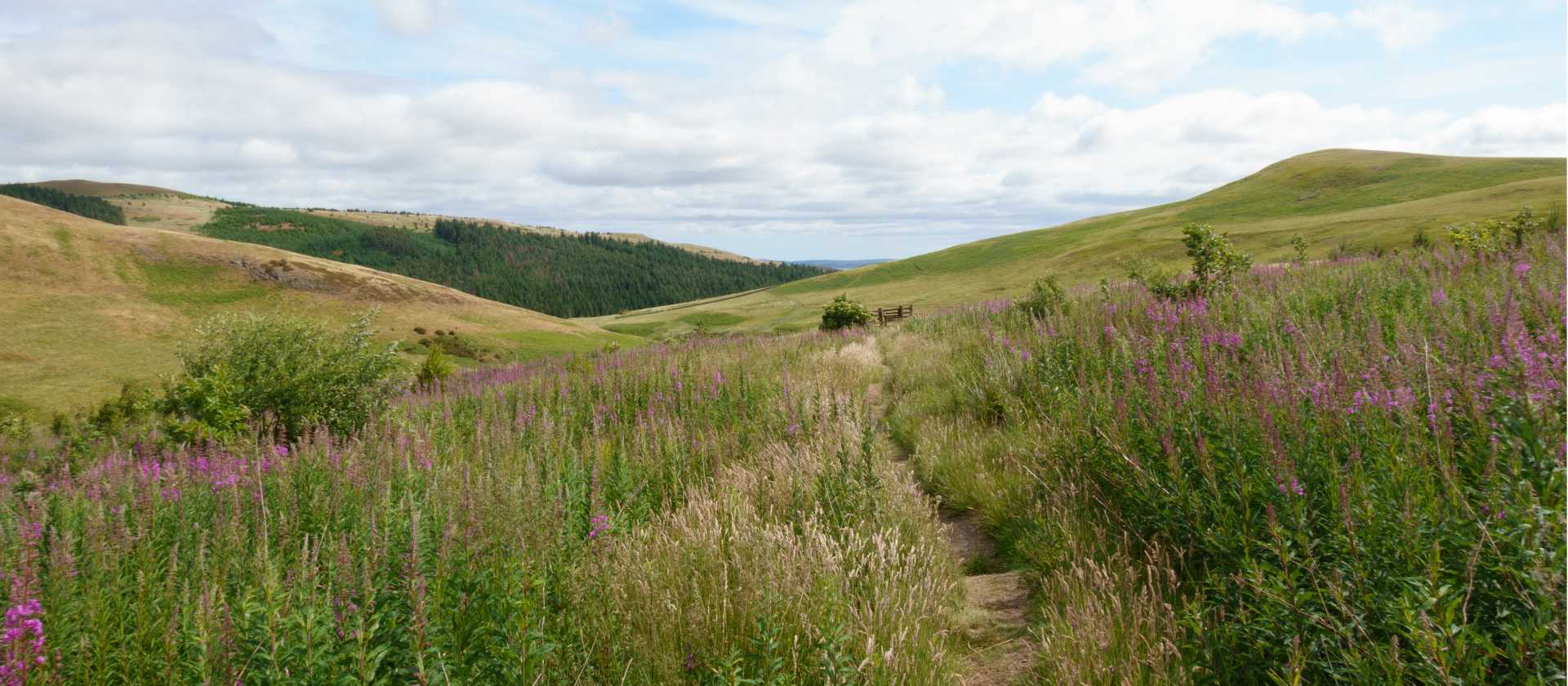 Path through the sedge | Martin Strasmore