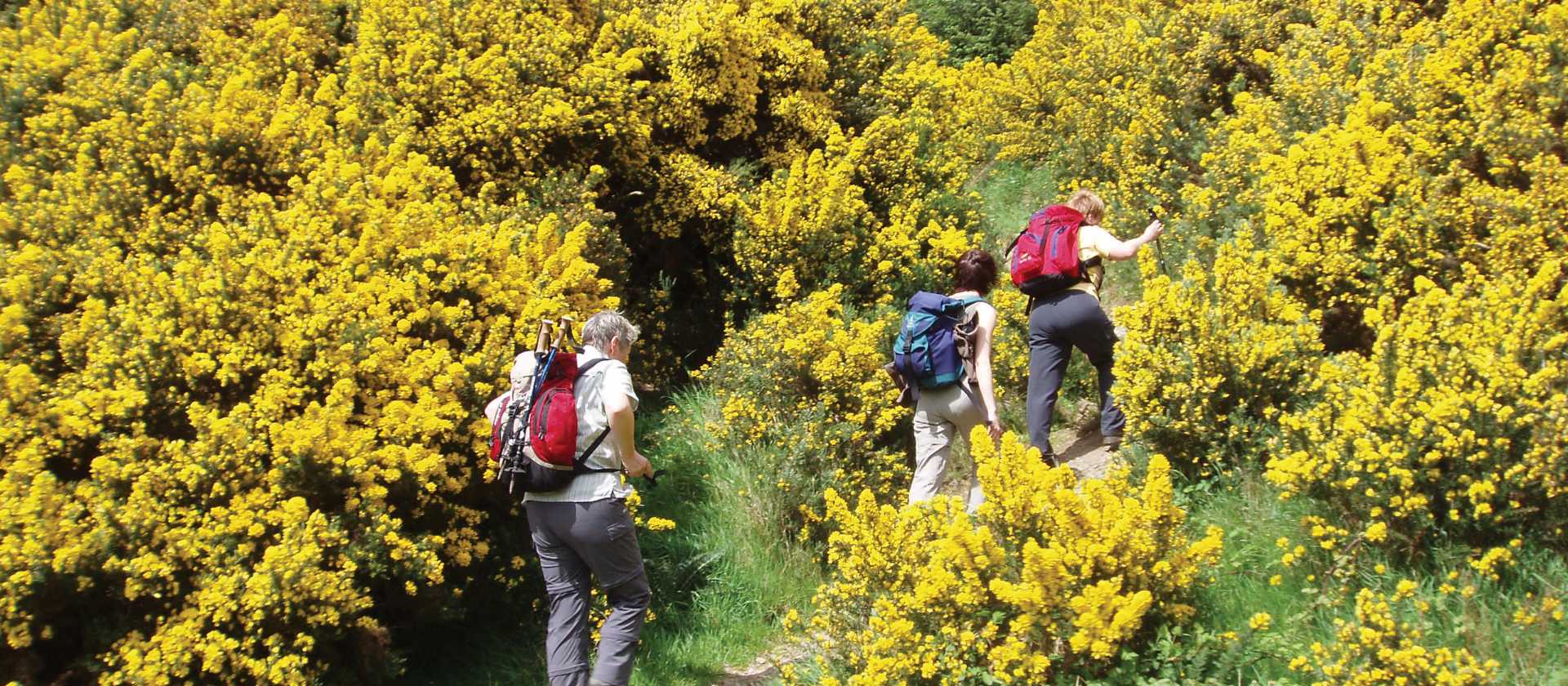 Walking along the Wicklow Way in Ireland