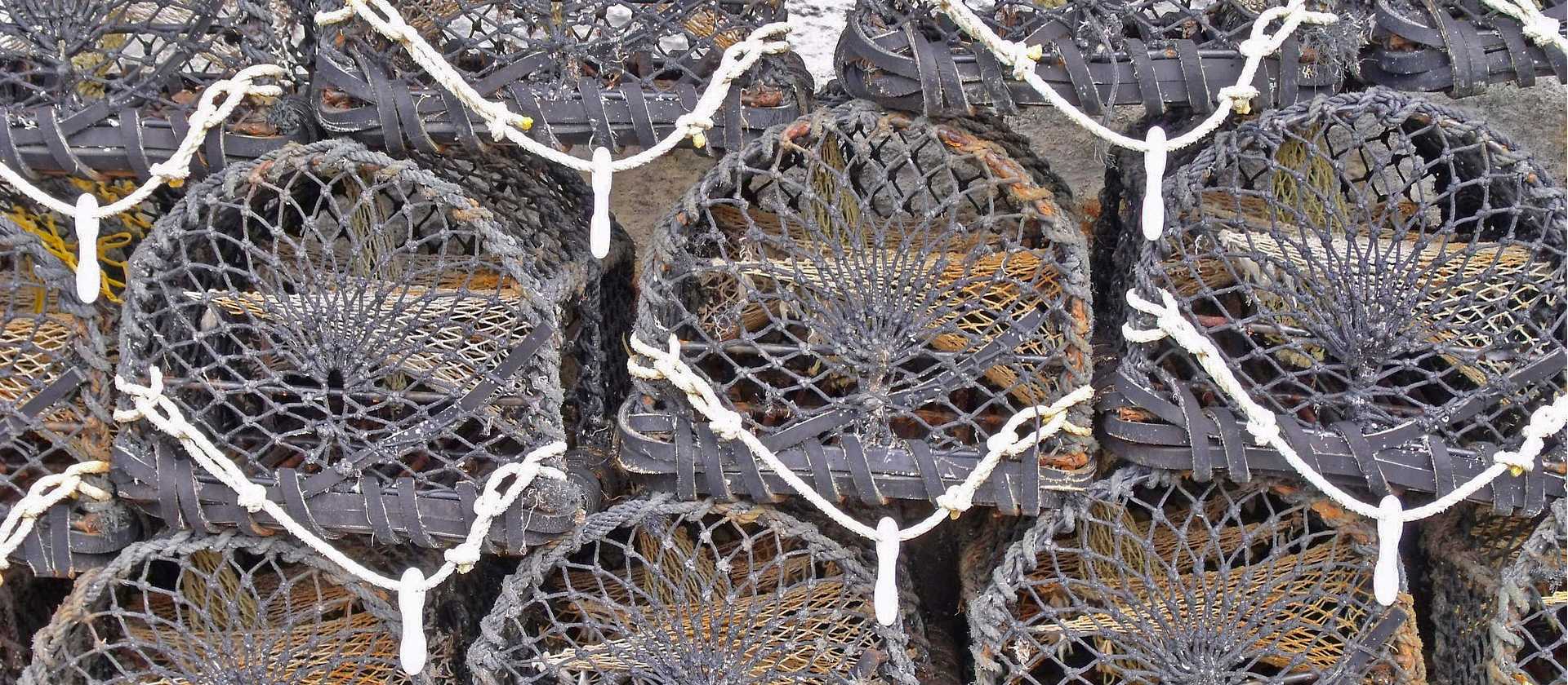 Lobster nets in Cornwall | ShepherdBusinessSupport