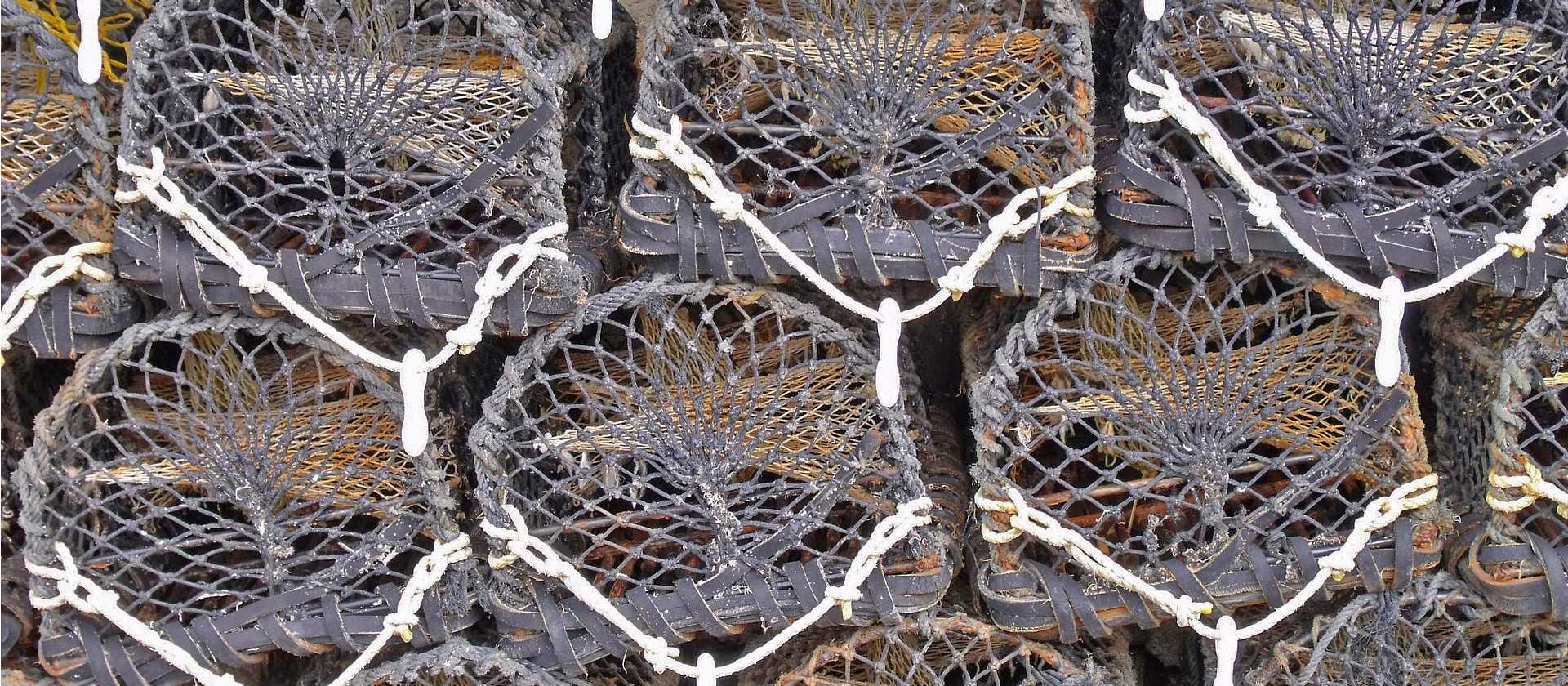 Lobster nets in Cornwall | ShepherdBusinessSupport