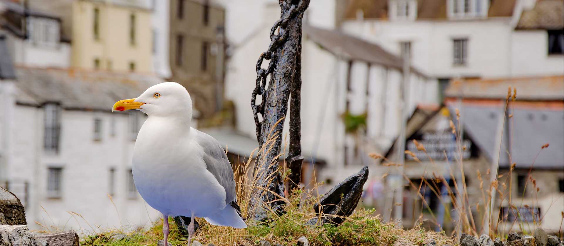 A seagull overlooking it all in Polperro, Cornwall | Sekau67