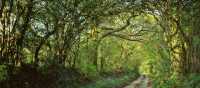 Shaded forest tracks along the South West Coast Path in Cornwall & Devon | jplenio