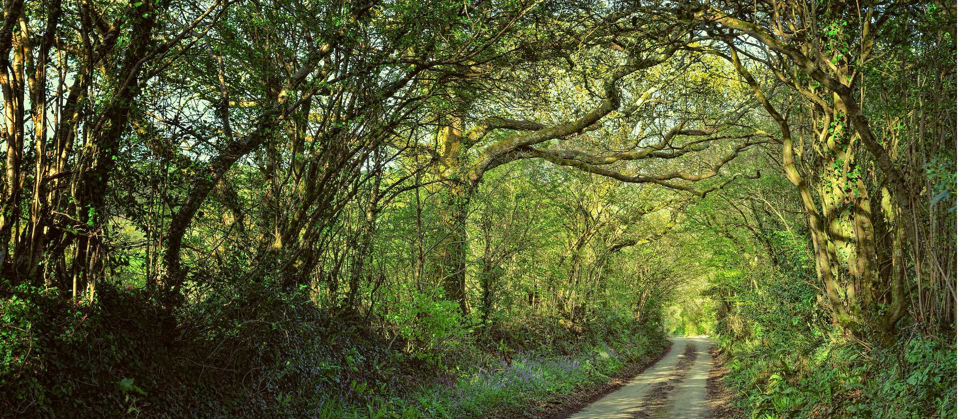 Shaded forest tracks along the South West Coast Path in Cornwall & Devon | jplenio