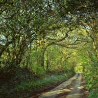 Shaded forest tracks along the South West Coast Path in Cornwall & Devon | jplenio