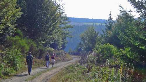 Mercoire forest on the Stevenson Trail in France's Cevennes | Havang(nl)