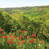 Poppies and views climbing La Combe, near La Vedillerie