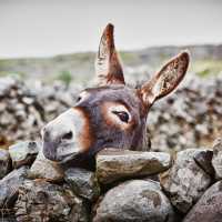 Donkey in the rain, Aran Islands | Luca Fabbian