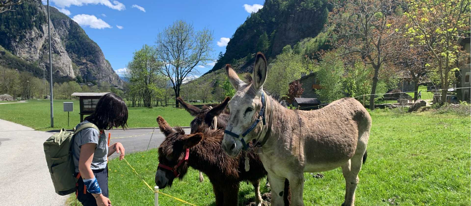 A hiker greets a bunch of Swiss/Italian donkeys on the Via Spluga
