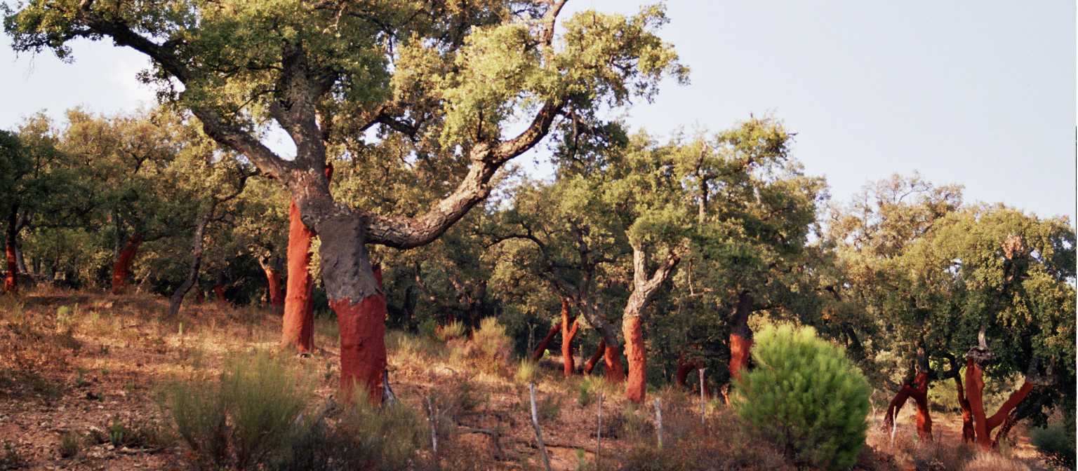 Cork Trees | Lucy y Angel