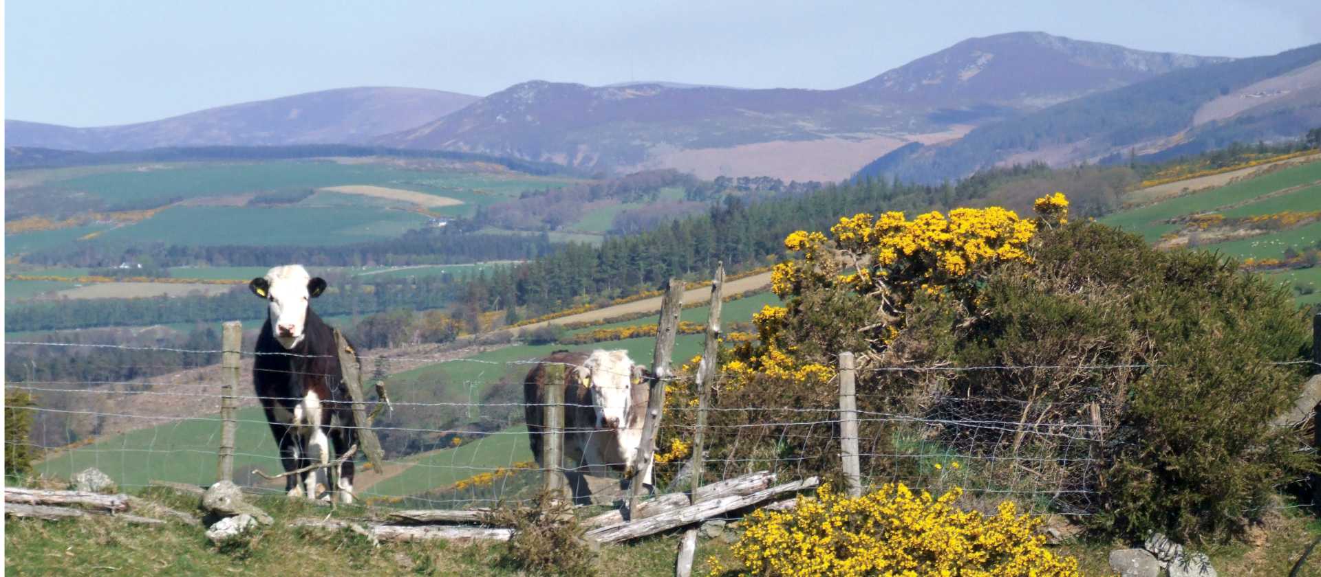 Wicklow Way | Footfalls Walking Holidays