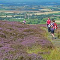 Hikers on the Coast to Coast, surrounded by colourful heather | John Millen