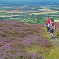 Hikers on the Coast to Coast, surrounded by colourful heather | John Millen