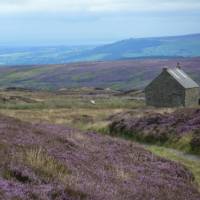 On our walk we met some sheep grazing on the moors | John Millen