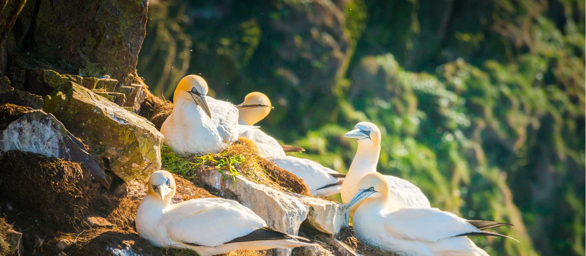 Gannets taking it all in at Troup Head Nature Reserve, Scotland