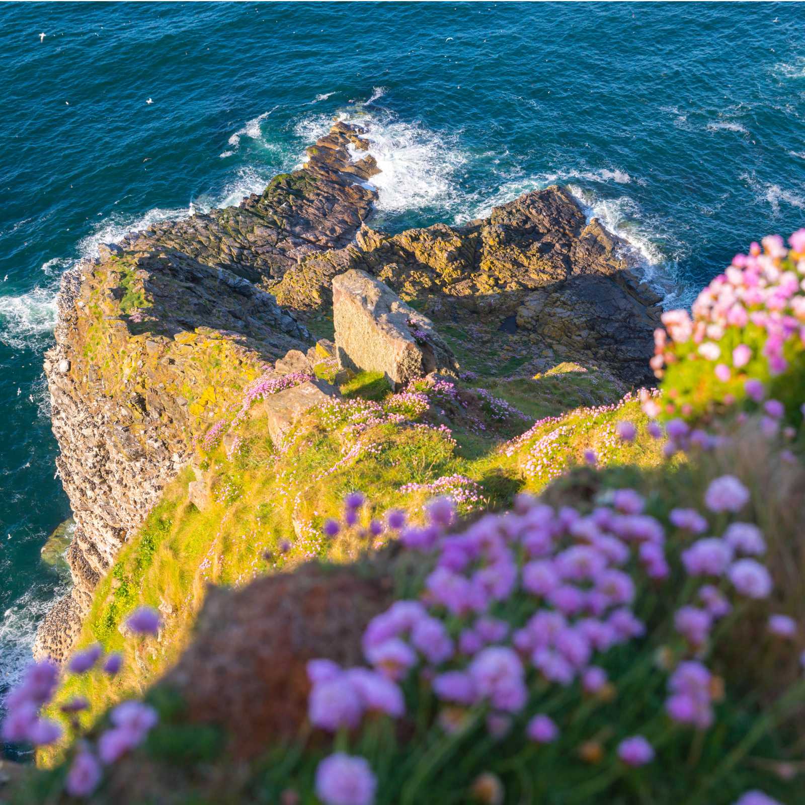 Gannets taking it all in at Troup Head Nature Reserve, Scotland