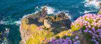 Gannets taking it all in at Troup Head Nature Reserve, Scotland