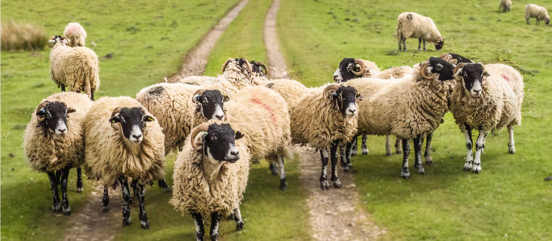 A Flock of Swaledale Sheep | Pete Stuart