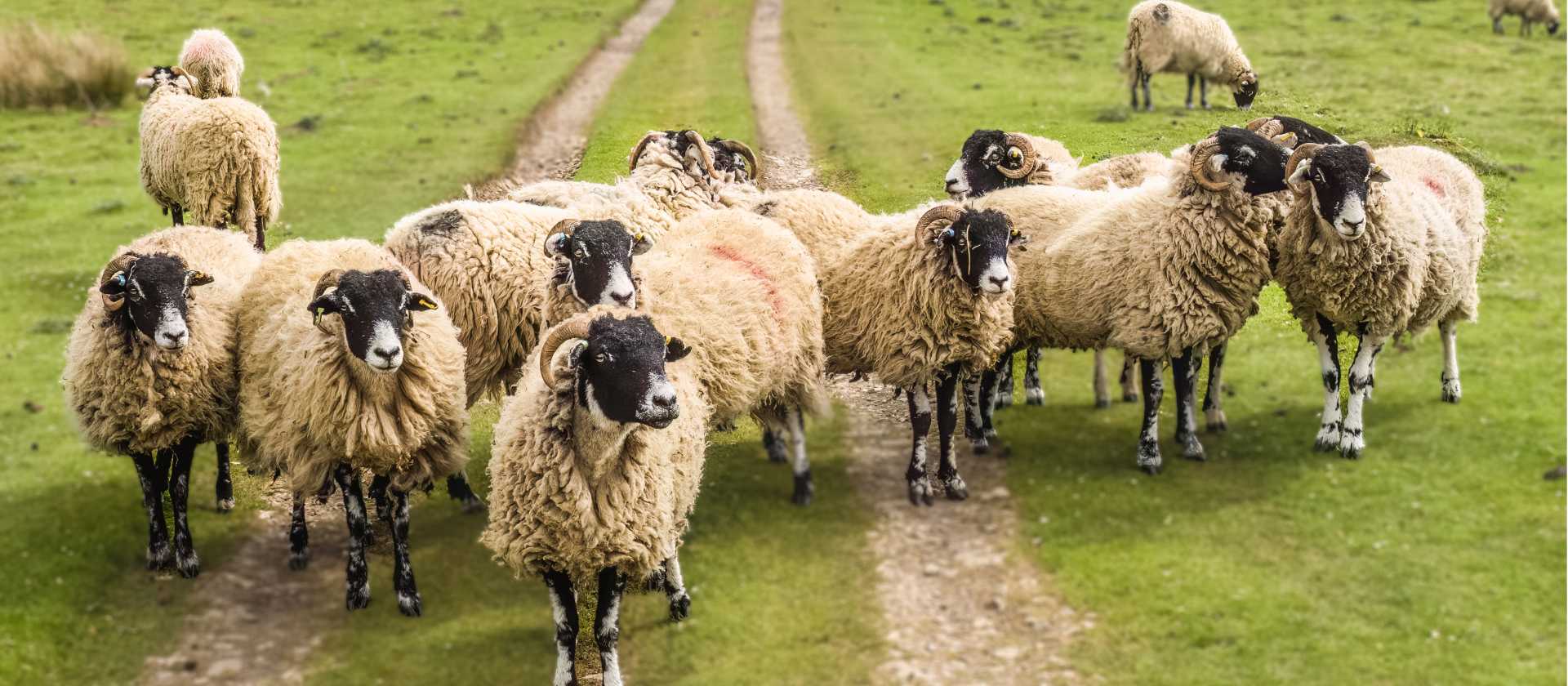 A Flock of Swaledale Sheep | Pete Stuart