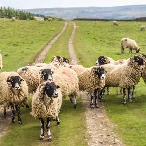 A Flock of Swaledale Sheep