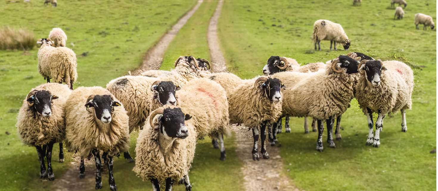 A Flock of Swaledale Sheep | Pete Stuart