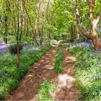 Bluebell woods on Guernsey | Nathalie Thompson
