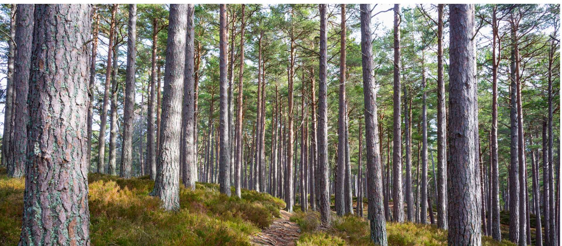 Caledonian Pine Forest Trails | Visit Scotland