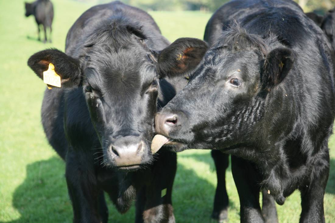 Cows in England