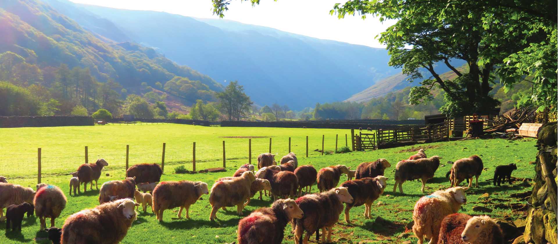 Herdwick Sheep, Stonethwaite | John Millen