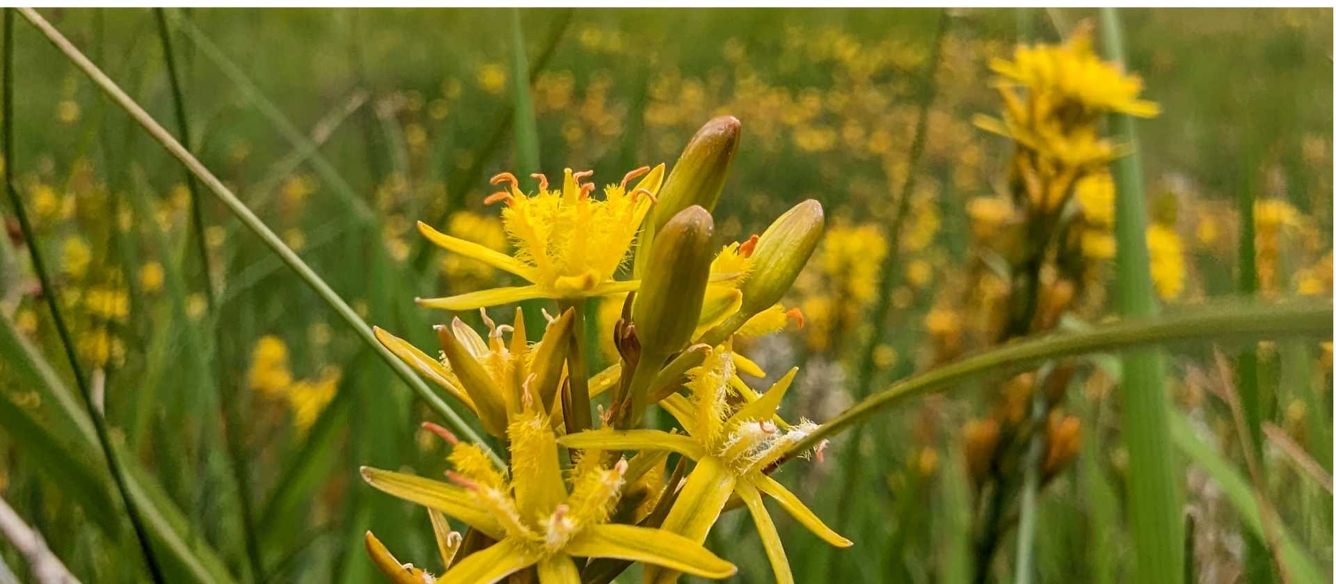 English wildflowers in summer | Jon Millen