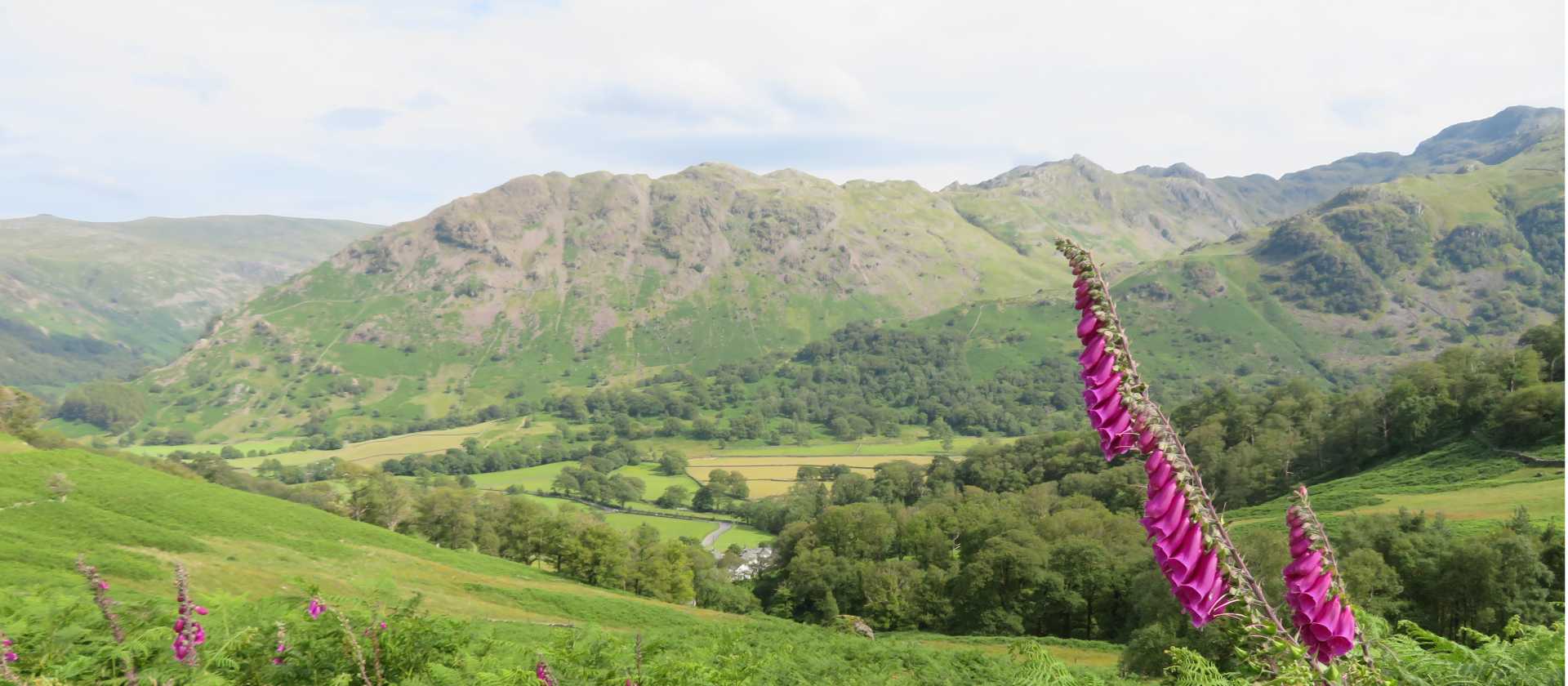 Foxgloves above Borrowdale | John Millen