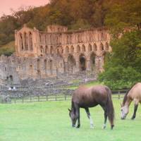 Grazing horses Rievaulx Abbey near Helmsley | John Millen